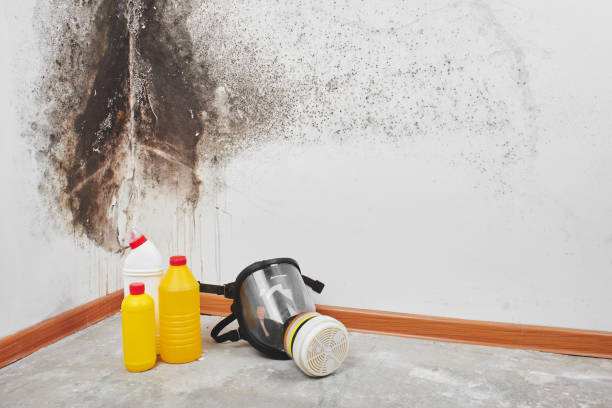 Best Commercial Mold Removal  in Wasilla, AK
