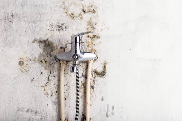 Best Mold Removal Company Near Me  in Wasilla, AK