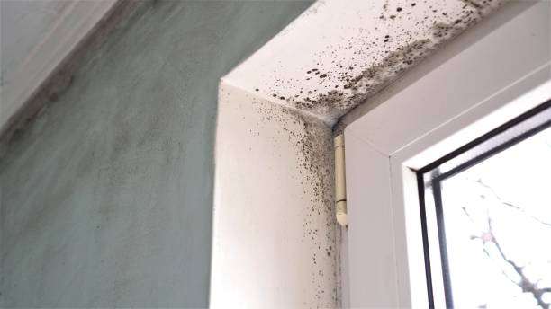 Best Residential Mold Removal  in Wasilla, AK