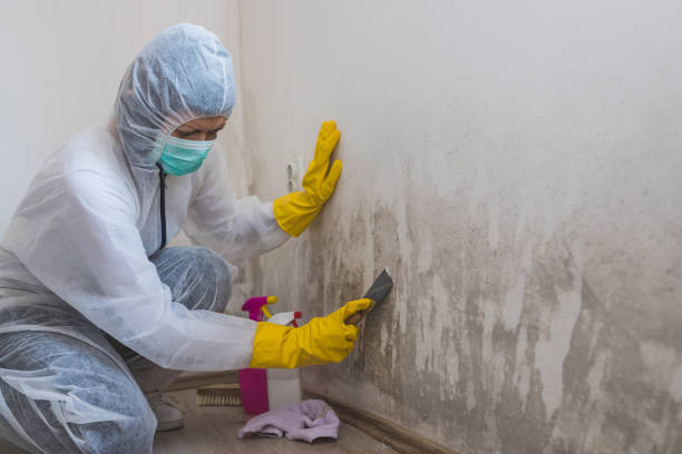 Best Attic Mold Removal  in Wasilla, AK