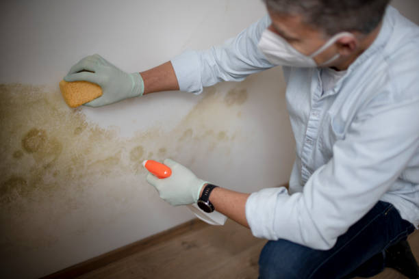 Best Black Mold Removal  in Wasilla, AK