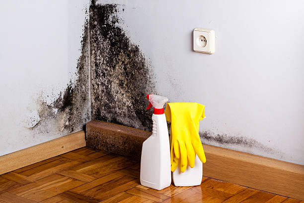 Best Mold Testing  in Wasilla, AK