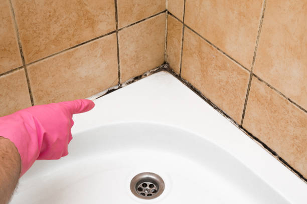 Best Toxic Mold Removal  in Wasilla, AK
